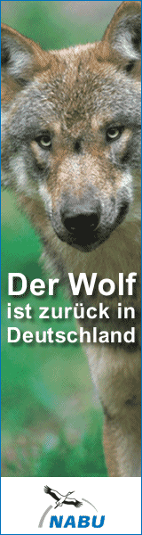 NABU_WOLF