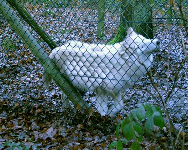 Ellesmere schmiegt sich an den Zaun