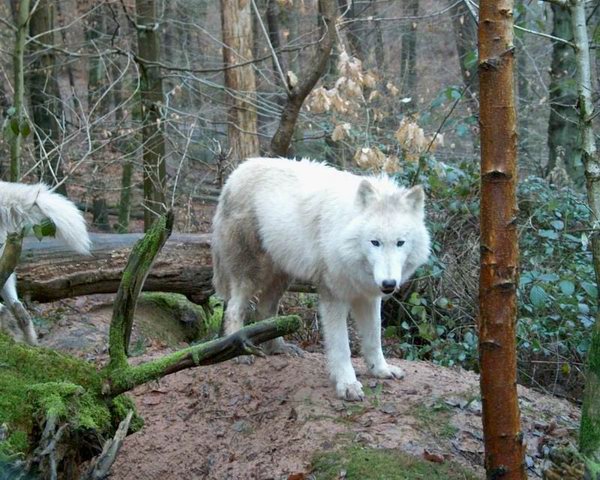 Ellesmere kommt zum Kuscheln