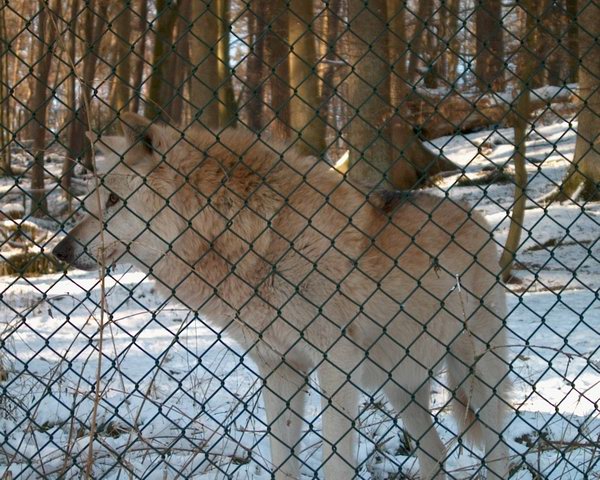 Der alpha schaut ber sein Revier