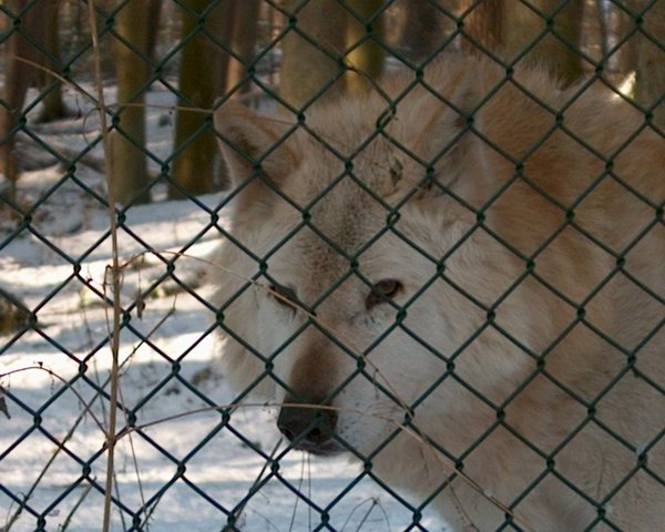 Iff schaut ernst in die Kamera