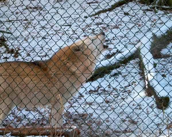 Iff versucht zu heulen