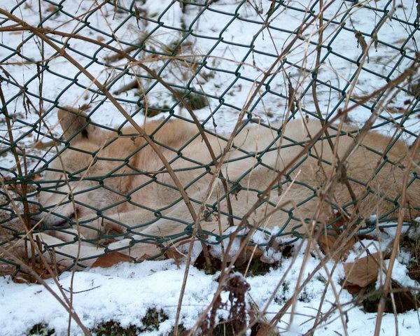 Iff schlft im Schnee