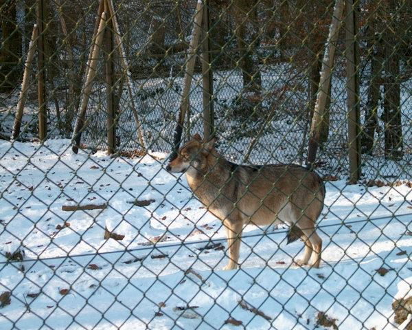 Sibirischer Wolf noch scheu