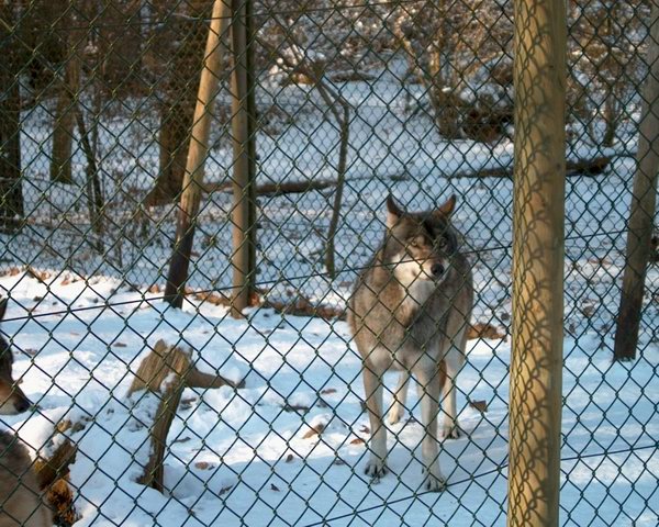 Anderer sibirischer Wolf vorsichtig neugierig