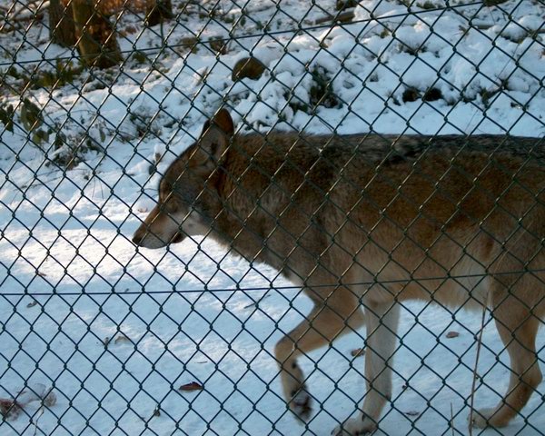 Spaziergang am Zaun entlang