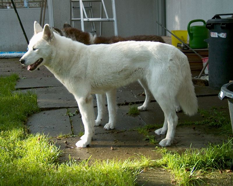 Sibirian Husky