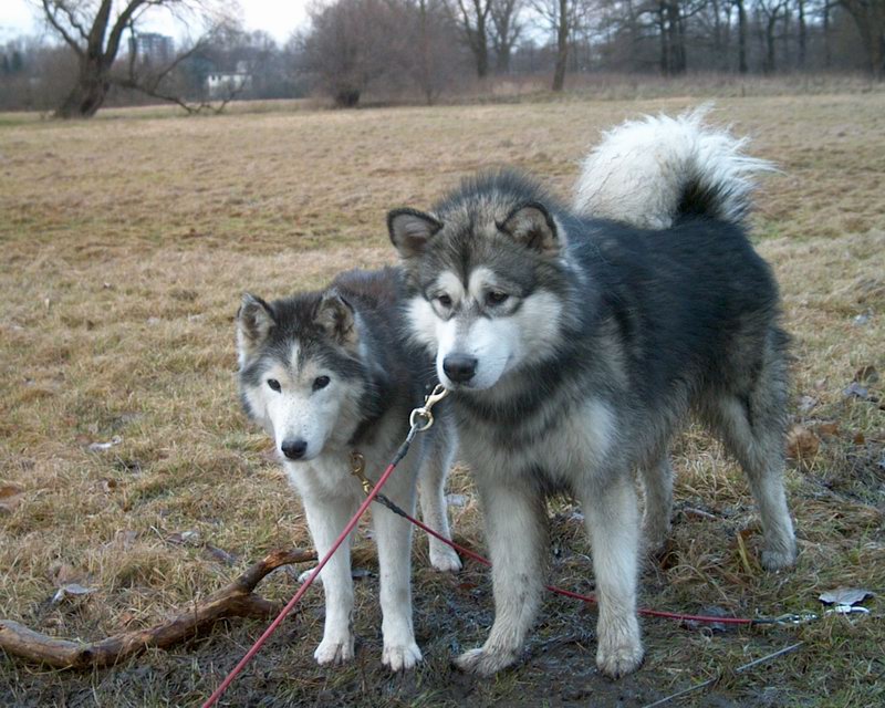 Alaskan Malamute