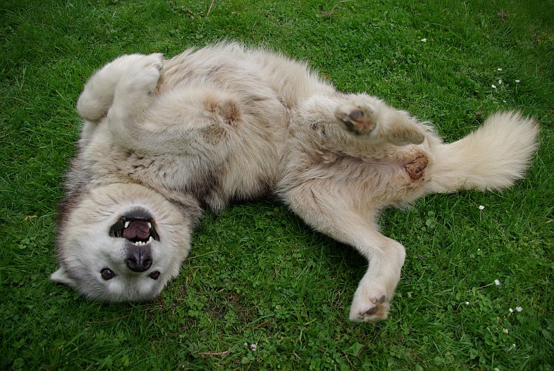 Bauchfrei (von Dreck)