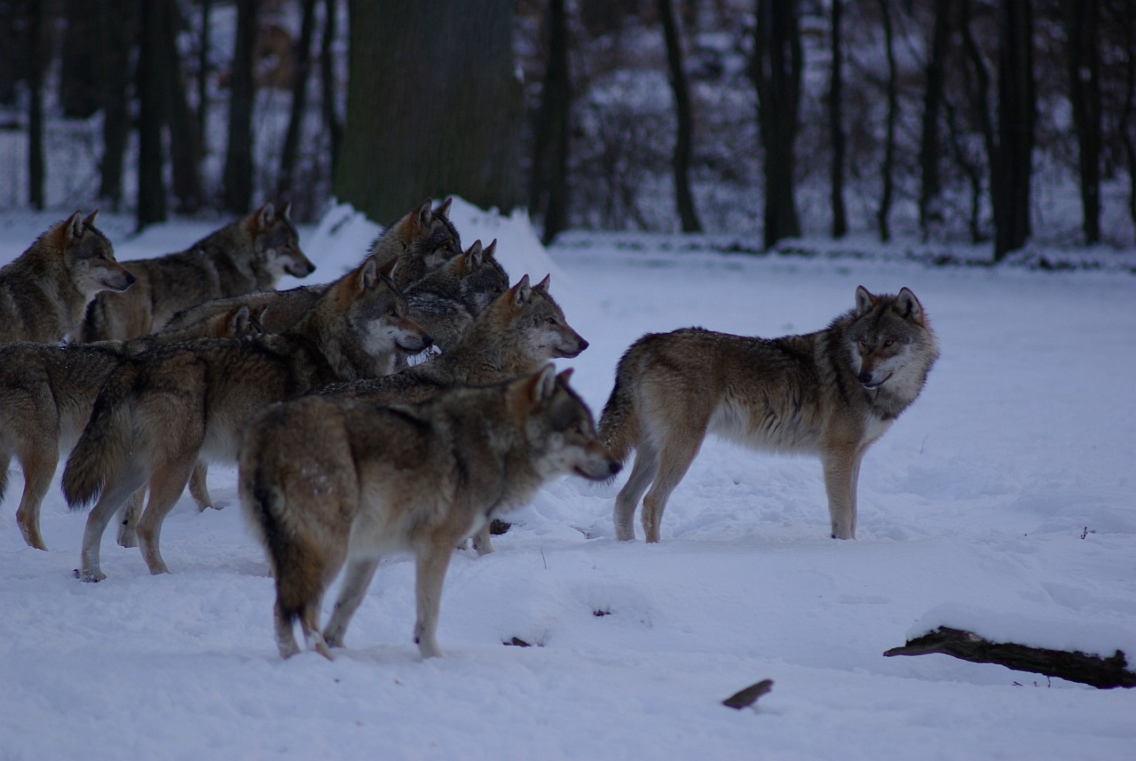 Der Wolf in Deutschland Wölfe auf der Sababurg